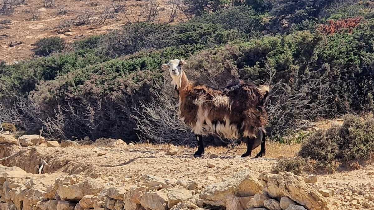An inquisitive goat I spotted on the hike to Profitis Ilias on Koufonisia